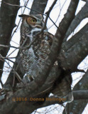 Great Horned Owl Female in a Deciduous Tree  Her Eyes open makes all the difference
