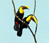 Two Toucans