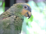 Orange Cheeked Parrot