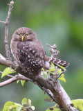 Pygmy Owl