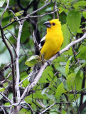 Southern Yellow Grosbeak