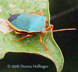 Hemiptera (shieldbug)