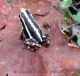 Clown Tree Frog