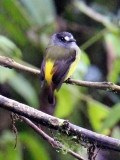 Ornate Flycatcher!