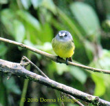 Ornate Flycatcher!