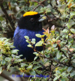 Golden - Crowned Tanager Gorging on Fig Fruits