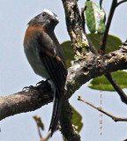 Slaty-backed Chat-Tyrant (this guy has a supraloral)