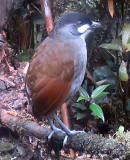 Joco Toco Antpitta eats worms