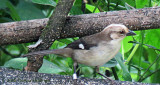 Pale-headed Brush-Finch (Atlapetes pallidiceps)