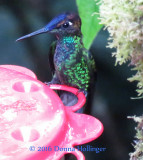 Violet Hummingbird