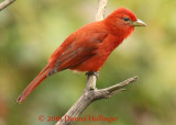 Summer Tanager