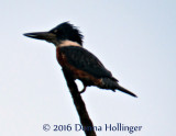 Ringed Kingfisher