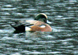 American Widgeon 