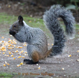 Guayaquil Squirrel (Sciurus stramineus)