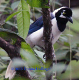 White-Tailed Jay (Cyanocorax mystacalis)