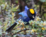 Golden-Crowned Tanager