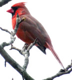 Male Cardinal on a tree at the BackDoor