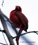 Cardinal in the wind