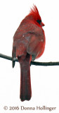 Male Cardinal taken with the 7D