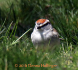 Chipping Sparrow in the grass