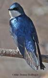 Swallow Watching for his Mate