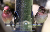 Pair of Purple Finches Feeding