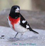 Rsoe Breasted Grosbeak with Seed