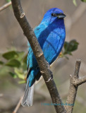 Indigo Bunting in the Lilac Bush