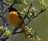 Baltimore Oriole still developing his color