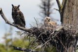 Great Horned Owl and her Owlet