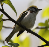 Chestnut Sided Warbler Female