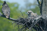 in the wind, Great Horned Adult and Owlet