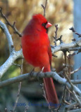 The Cardinal Next Door