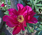 Single Peony in Annis Flower Garden