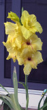 Yellow Gladiolus on Deck