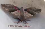 Night Visitor:  Sphinx Moth