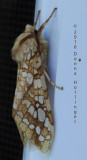 Night Visitor:  Hickory Tussock Moth