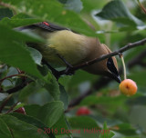 Cedar Waxwing in the Cherry Tree