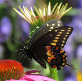 Black Swallowtail, Papilio polyxene