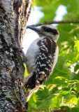 A hairy woodpecker immature