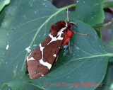 Great Tiger Moth