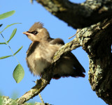 Baby Cedar Waxwing