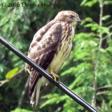 Broad Winged Hawk Immature