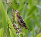 Bobolinks in an Unmown Field