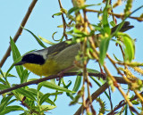 Common Yellowthroat Male