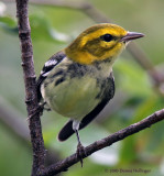 This is a Black-throated Green Warbler