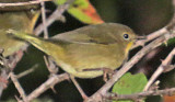 Common Yellowthroat female