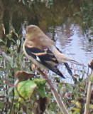 Yellow-Bellied Flycatcher