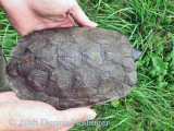 Shell Pattern of the Wood Turtle