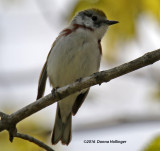 Female Chestnut Sided Warbler